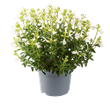 Afbeelding van EJ Salvia P19 Mirage greggi White
